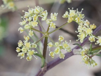 Trinia glauca, photographed by Michael Knapp