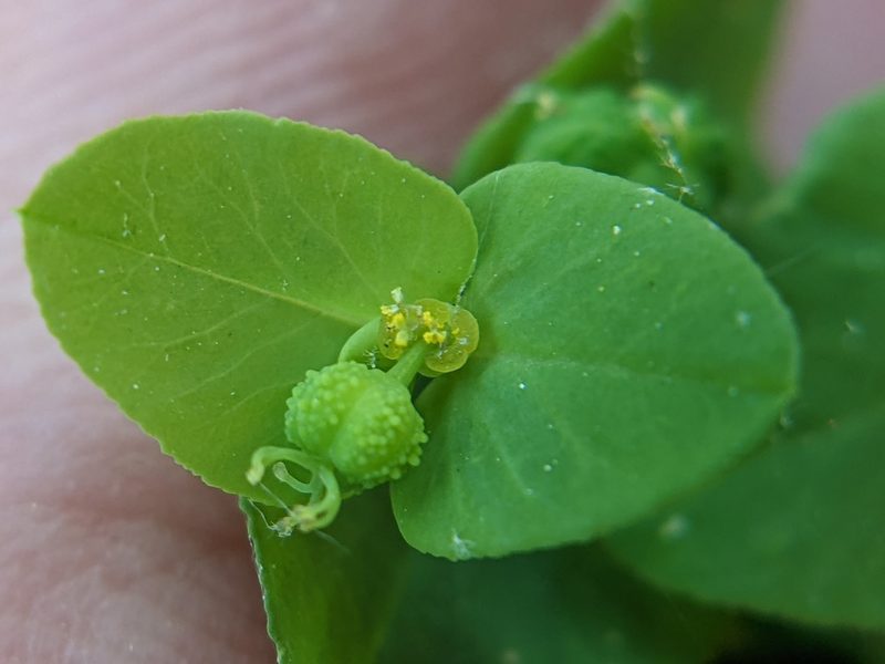 Euphorbia spathulata, photographed by Eric Knight