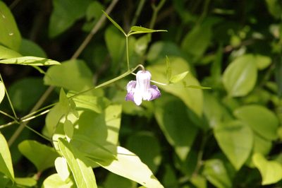 Clematis crispa, photographed by Eric Knight