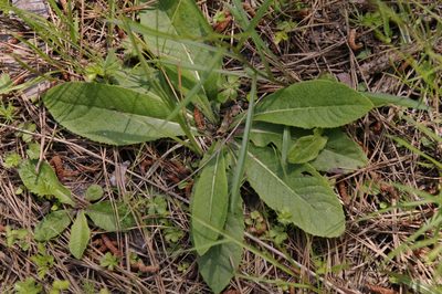 Vernonia acaulis, photographed by Eric Knight
