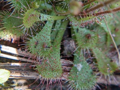Drosera brevifolia, photographed by Eric Knight