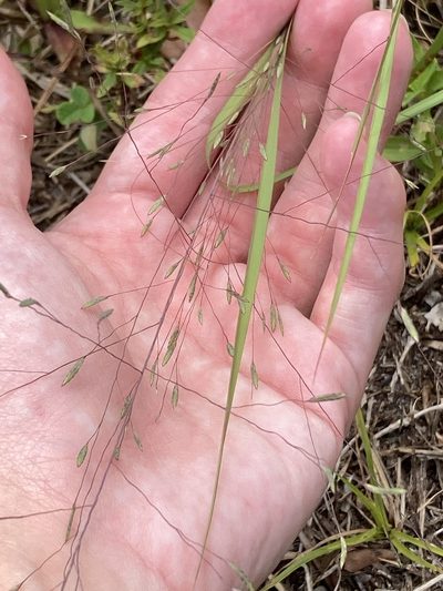 Eragrostis elliottii, photographed by Jade Fortnash