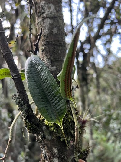 Serpocaulon levigatum, photographed by Nicolás Baresch Uribe