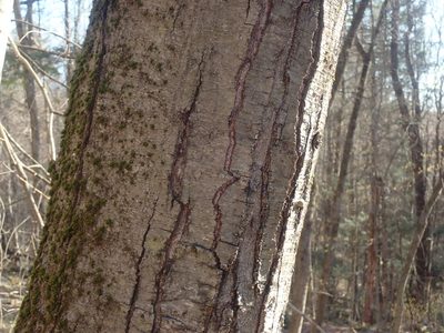 Betula lenta, photographed by Lynn Harper