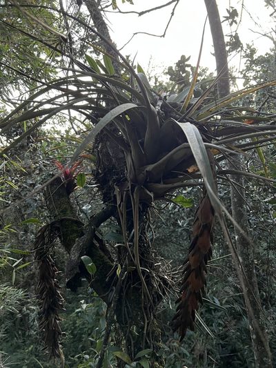 Vriesea tequendamae, photographed by Nicolás Baresch Uribe