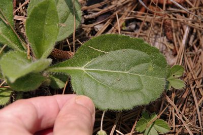 Helianthus atrorubens, photographed by Eric Knight