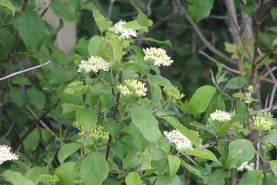 Cornus drummondii, photographed by Mimi Posey