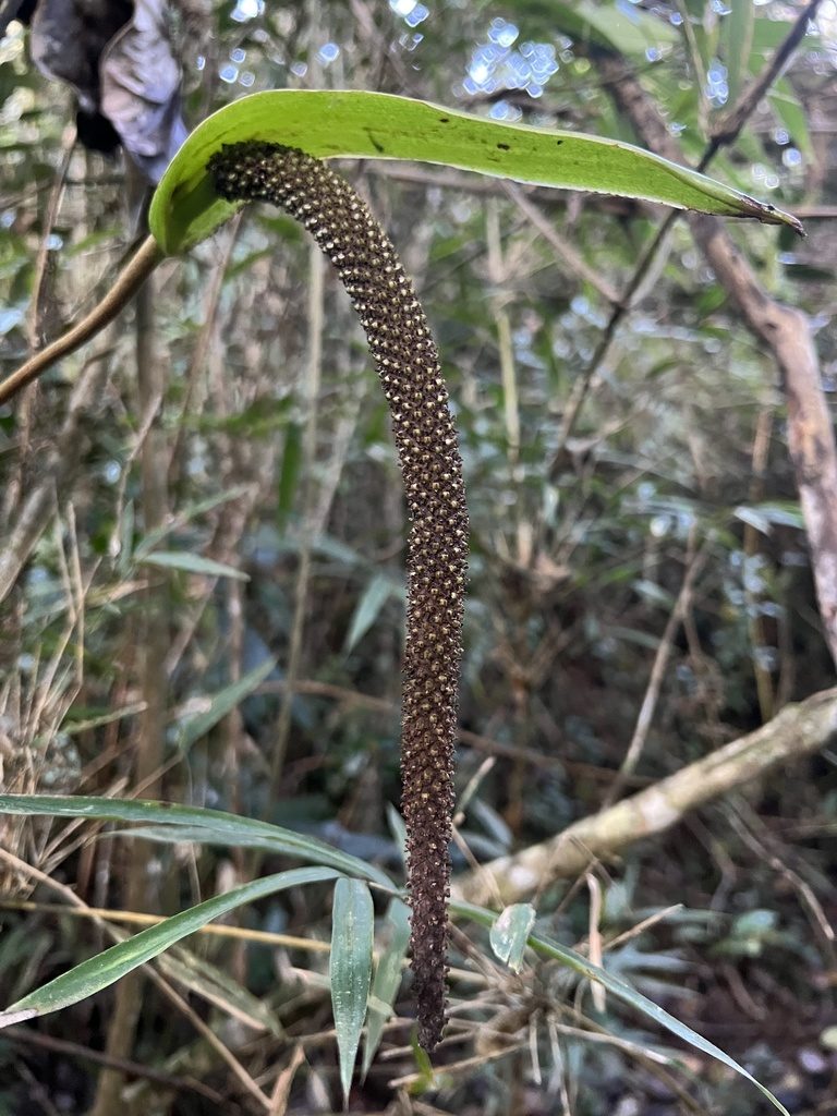 Anthurium oxybelium, photographed by Nicolás Baresch Uribe