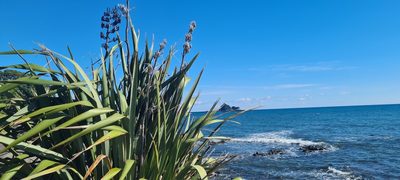 Phormium tenax, photographed by Halema J