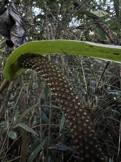Anthurium oxybelium, photographed by Nicolás Baresch Uribe