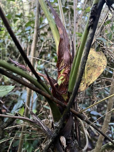 Anthurium oxybelium, photographed by Nicolás Baresch Uribe
