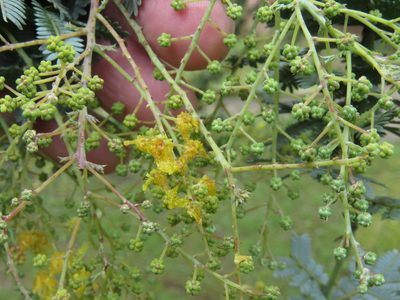 Acacia baileyana, photographed by Juan Carlos Caicedo Hernández