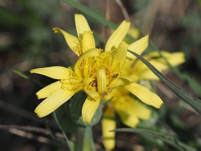 Takhtajaniantha austriaca, photographed by Michael Knapp