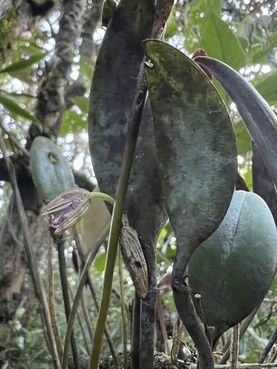 Pleurothallis talpinaria, photographed by Nicolás Baresch Uribe