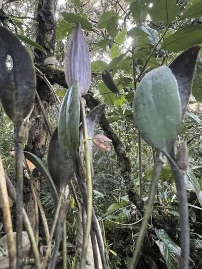 Pleurothallis talpinaria, photographed by Nicolás Baresch Uribe