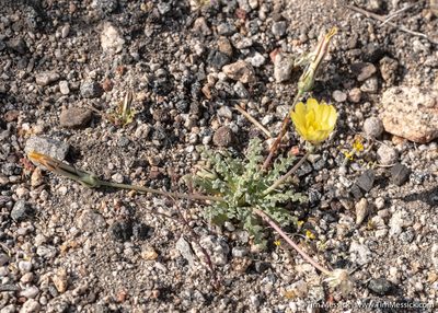 Anisocoma acaulis, photographed by Tim Messick