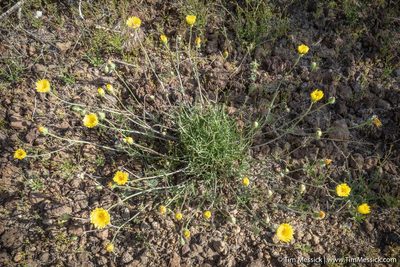 Malacothrix glabrata, photographed by Tim Messick