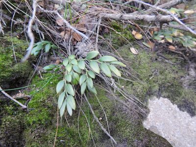 Luzuriaga marginata, photographed by María Regina Silva