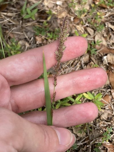 Eragrostis ciliaris, photographed by Jade Fortnash