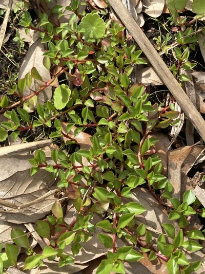Ludwigia repens, photographed by Jade Fortnash