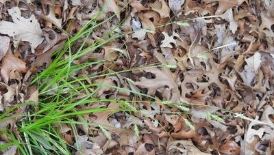 Carex cherokeensis, photographed by saltyhiker