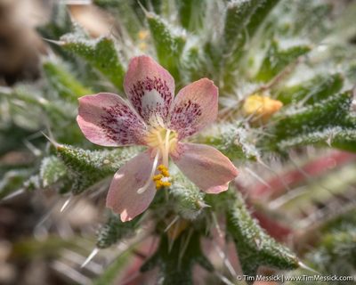 Loeseliastrum matthewsii, photographed by Tim Messick