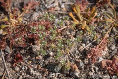 Greeneocharis circumscissa, photographed by Tim Messick