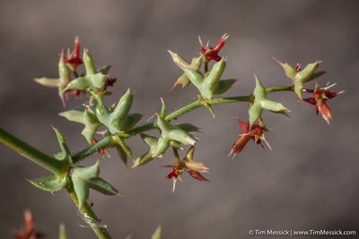 Centrostegia thurberi, photographed by Tim Messick