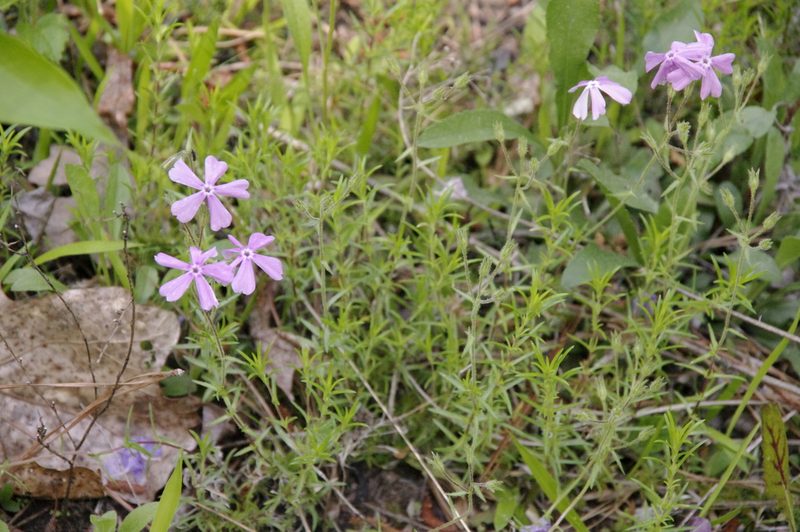 Phlox nivalis, photographed by Eric Knight