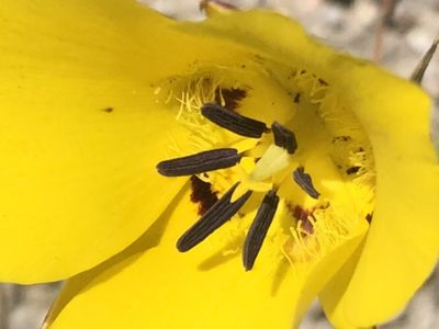 Calochortus clavatus, photographed by Lightning Star Sky / Skyler Noah Wall