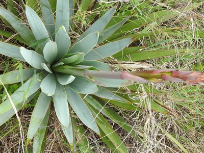 Yucca pallida, photographed by saltyhiker