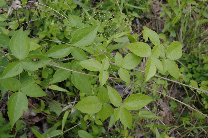 Clematis viorna, photographed by Eric Knight