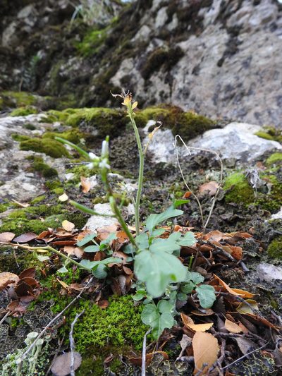 Cardamine glacialis, photographed by María Regina Silva