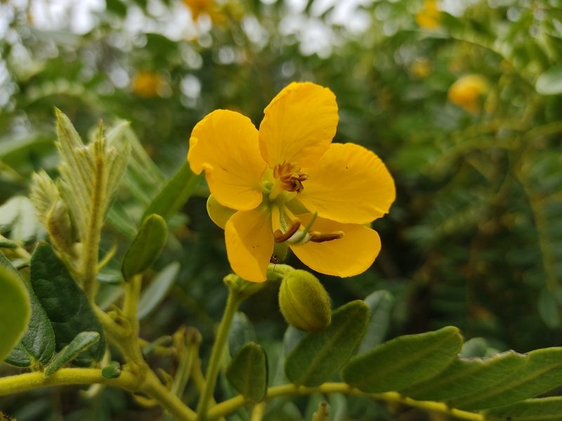 Senna multiglandulosa, photographed by sandy-espinozaf