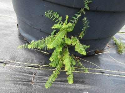 Phyllanthus tenellus, photographed by kcthetc1