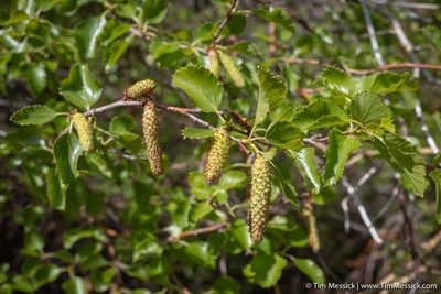 Betula occidentalis, photographed by Tim Messick
