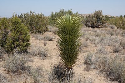 Yucca brevifolia, photographed by Kimball Garrett