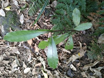 Hedycarya arborea, photographed by Tom Ferguson