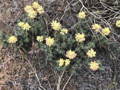 Eriogonum thymoides, photographed by Cindy Bell