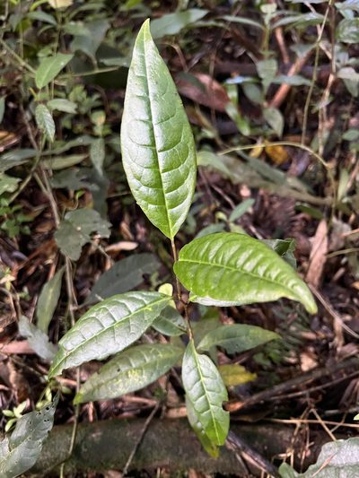 Prunus buxifolia, photographed by Nicolás Baresch Uribe