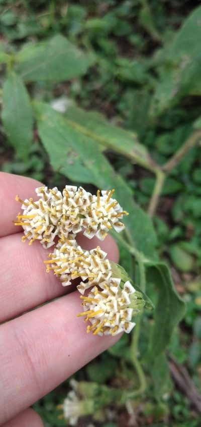 Trixis grisebachii, photographed by Fede y Vani