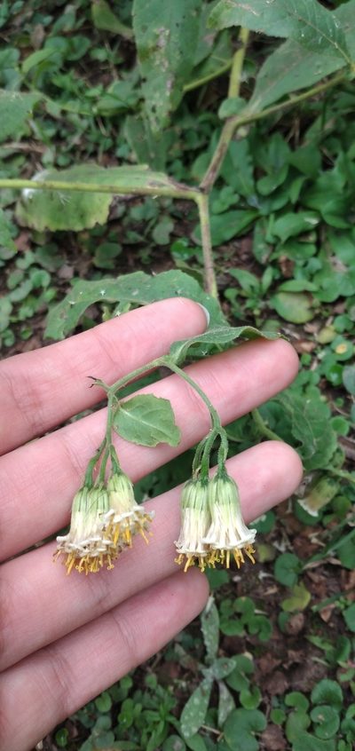 Trixis grisebachii, photographed by Fede y Vani