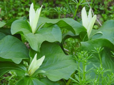 Trillium albidum, photographed by Lori Brandt Dudzik