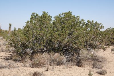 Juniperus californica, photographed by Kimball Garrett
