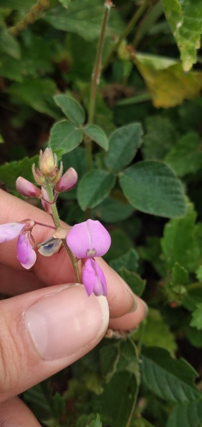Desmodium subsericeum, photographed by Fede y Vani