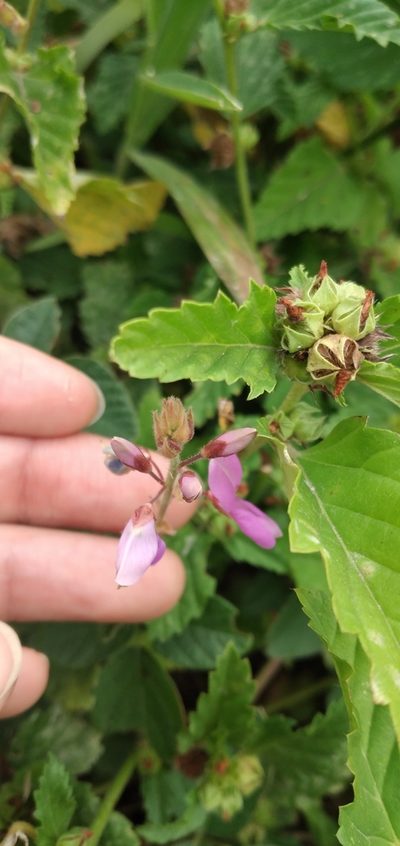 Desmodium subsericeum, photographed by Fede y Vani