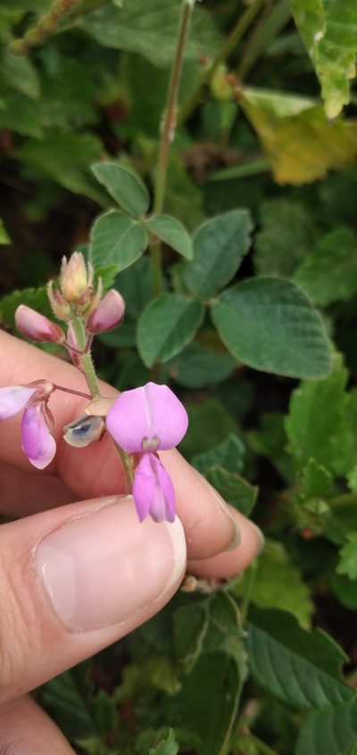 Desmodium subsericeum, photographed by Fede y Vani