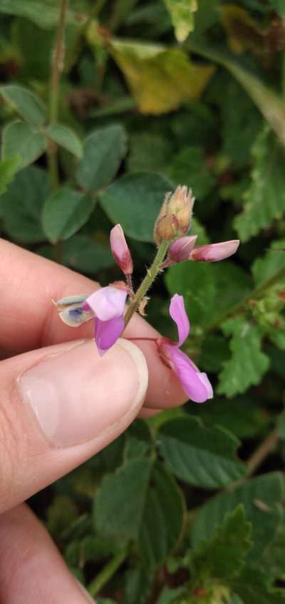 Desmodium subsericeum, photographed by Fede y Vani