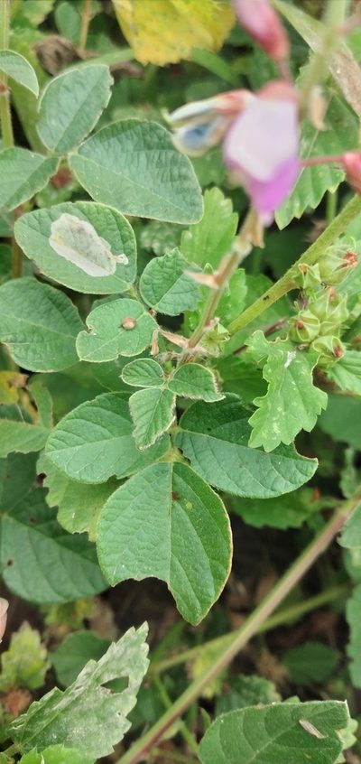 Desmodium subsericeum, photographed by Fede y Vani