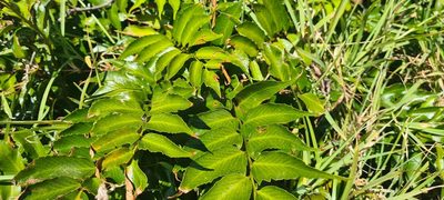 Cyrtomium falcatum, photographed by Halema J